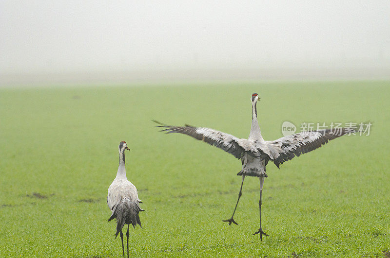 在迁徙季节的普通鹤(Grus Grus)